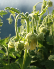 Geum rivale Alba