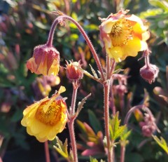 Geum Rusty Young