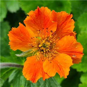 Geum x heldreichii Sigiswang