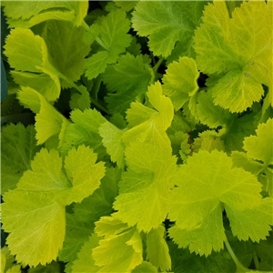 Geum Sunkissed Lime