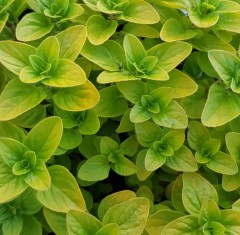 Herb Oregano Golden