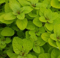 Herb Oregano Golden