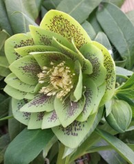 Helleborus x hybridus double green spotted