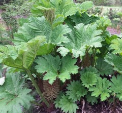 Gunnera manicata