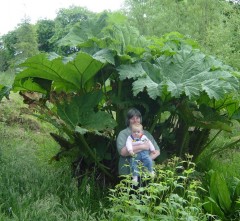 Gunnera manicata