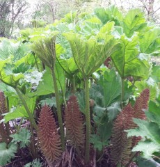 Gunnera manicata