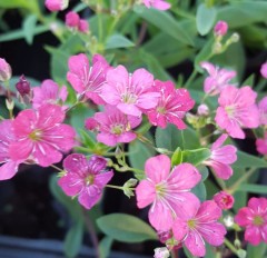 Gypsophila repens Rosea