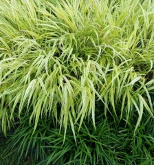 Hakonechloa macra Aureola