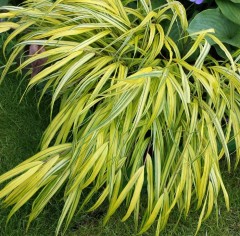 Hakonechloa macra Aureola