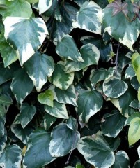 Hedera colchica Dentata Variegata