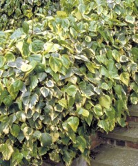 Hedera colchica Dentata Variegata