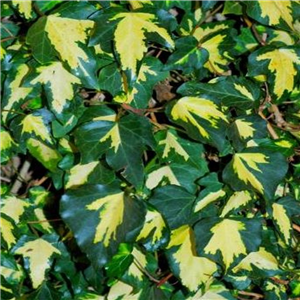 Hedera helix Jubilee (Goldheart)