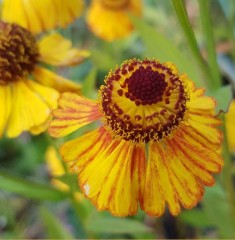 Helenium Amber