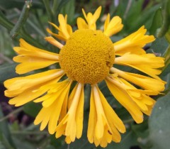 Helenium autumnale Double Trouble