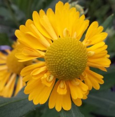 Helenium autumnale Double Trouble