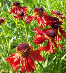 Helenium Moerheim Beauty