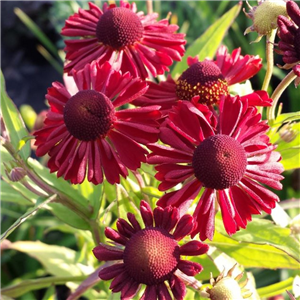 Helenium autumnale Ruby Tuesday