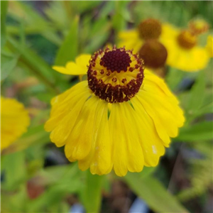 Helenium Flamenco