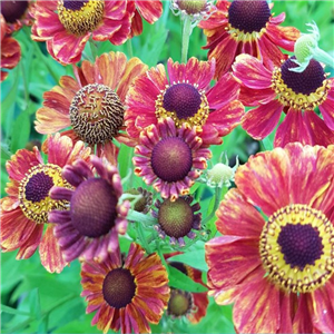 Helenium Marion Nickig