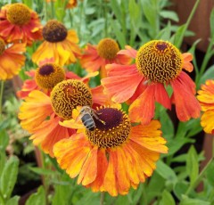 Helenium Wesergold