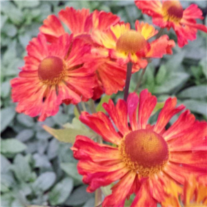 Helenium autumnale Waldtraut