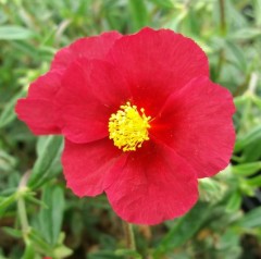 Helianthemum Hartswood Ruby