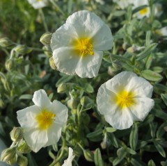 Helianthemum The Bride