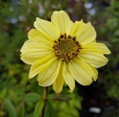 Helianthus giganteus Sheilas Sunshine