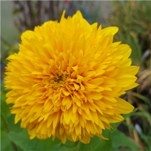 Helianthus multiflorus Loddon Gold