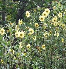 Helianthus giganteus Sheilas Sunshine