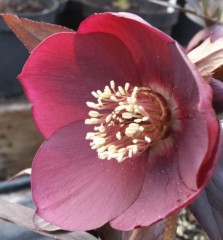 Helleborus x hybridus single red