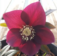 Helleborus x hybridus single red