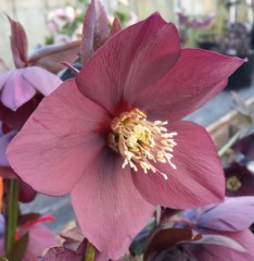 Helleborus x hybridus single red