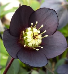 Helleborus x hybridus single black