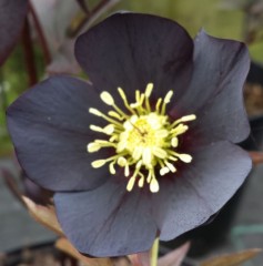 Helleborus x hybridus single black