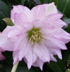 Helleborus x hybridus double apple blossom