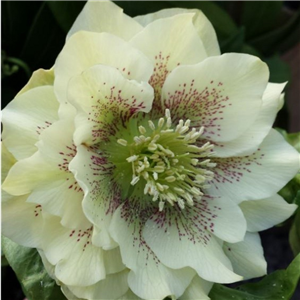 Helleborus x hybridus Double cream spotted