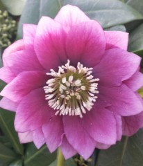 Helleborus x hybridus double dark pink