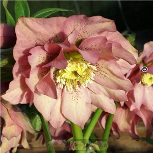 Helleborus x hybridus double apricot