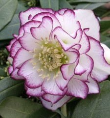 Helleborus x hybridus double picotee