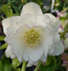 Helleborus x hybridus double picotee