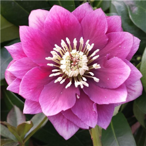 Helleborus hybridus Double Pink,A stunning double pink winter flower with green foliage