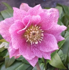 Helleborus x hybridus double dark pink