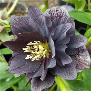 Helleborus x hybridus double slatey grey