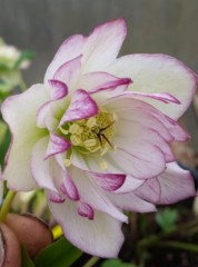 Helleborus x hybridus double picotee