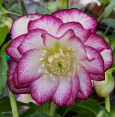 Helleborus x hybridus double picotee