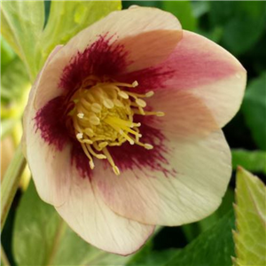 Helleborus x hybridus Single peachy apricot