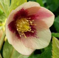 Helleborus x hybridus single peach/apricot