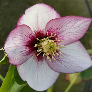 Helleborus x hybridus single pink basal blotch.