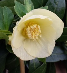 Helleborus x hybridus single primrose with gold nectaries